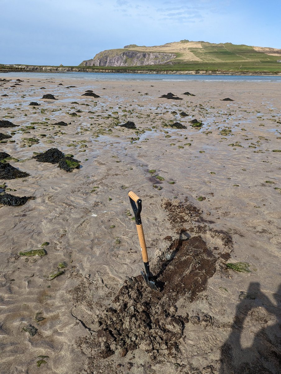 BenjaminGearey's tweet image. Ferriters Cove, Ireland; #Mesolithic occupation layer ( 'grey silt') eroding, in situ shell deposits visible. Intertidal #peats exposed by recent storms, inc. wood! Bulk sample heading @AerialAndBugs #Archaeology