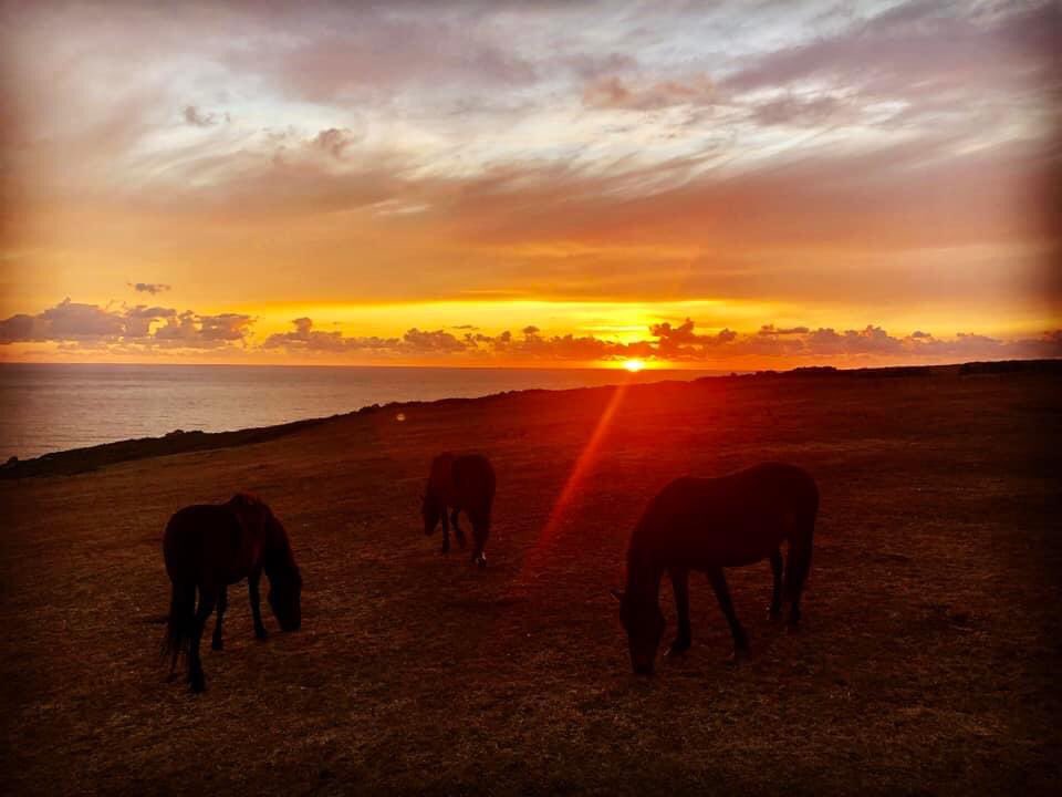 GurlandFarmCamp's tweet photo. The Dartmoor Ponies we own Grazing the cliff field. #Cornwall
#caravanholidays #motorhome #dartmoorponies #sunset #cornwallcamping https://t.co/t0T6WscjjL