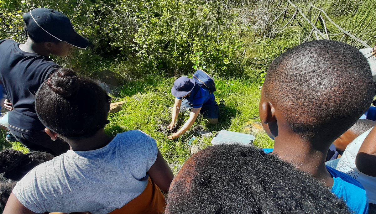 cpcc_za's tweet photo. 2207 spider species recorded in South Africa; none are deadly!
Next time you encounter a spider, how about simply observe for a week without disturbing and read up on it?
Thanks Spider Club SA for supporting yesterday's learning adventure
#DaGamaNatureClub
#LivingWithBiodiversity https://t.co/bYMts6MXXk