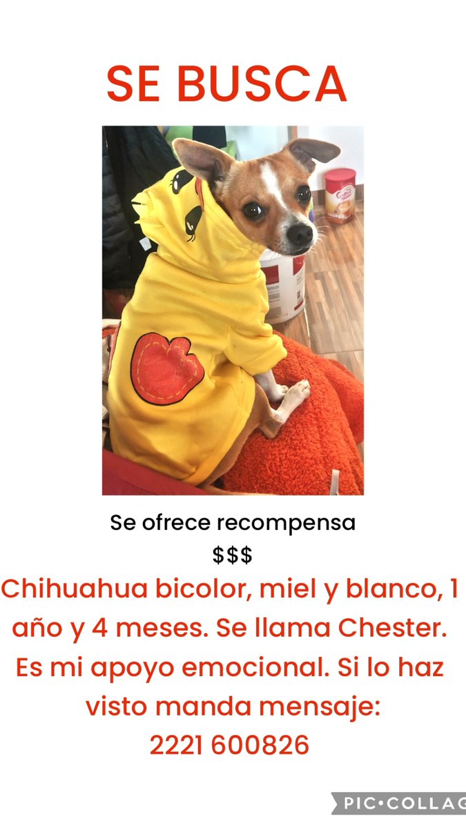 luiluibega's tweet photo. Ayuda, mi perrito se perdió el día 31 de Marzo y no hemos sabido nada de él. Quiero a mi bebé en casa, fue en San Bernardino Tlaxcalancingo, Puebla. #Perro #Perrito #Perroperdido #Perritosperdidos #Perdido #Puebla #Cholula https://t.co/CkZCA3zsDO