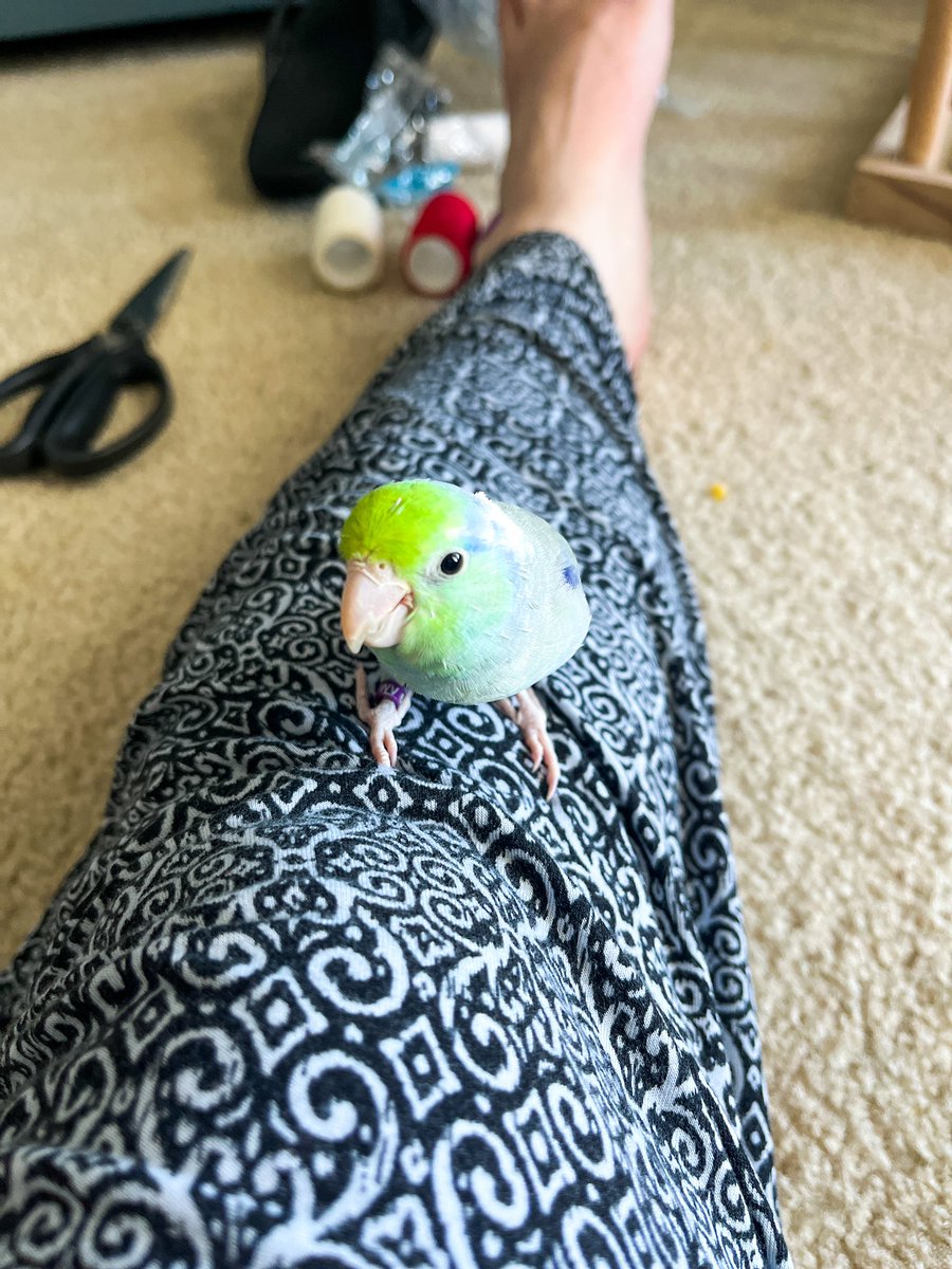 PaxMule's tweet photo. Why play on the new gym when mom’s leg is right there?
#newholesinmypants #Apollo #tinyrapter #parrotlet #birb https://t.co/675lhdIV5y
