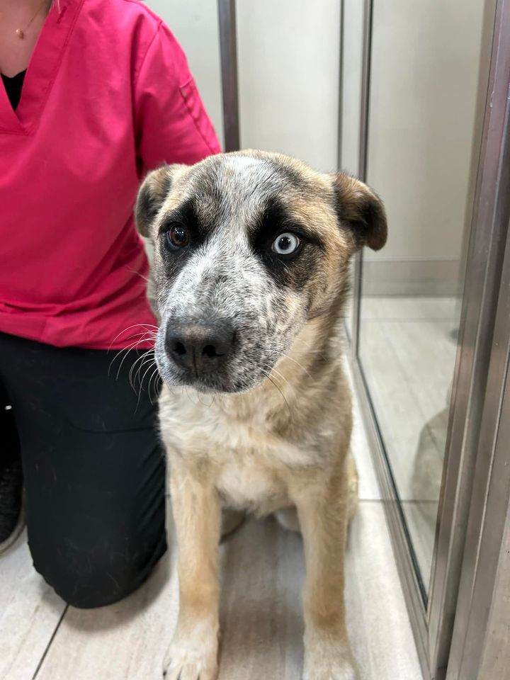 LOST PETS YYC tweet media