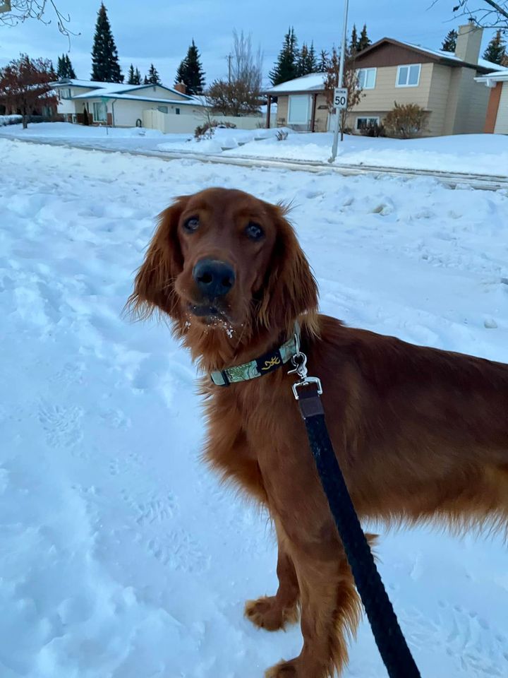 LOST PETS YYC tweet media