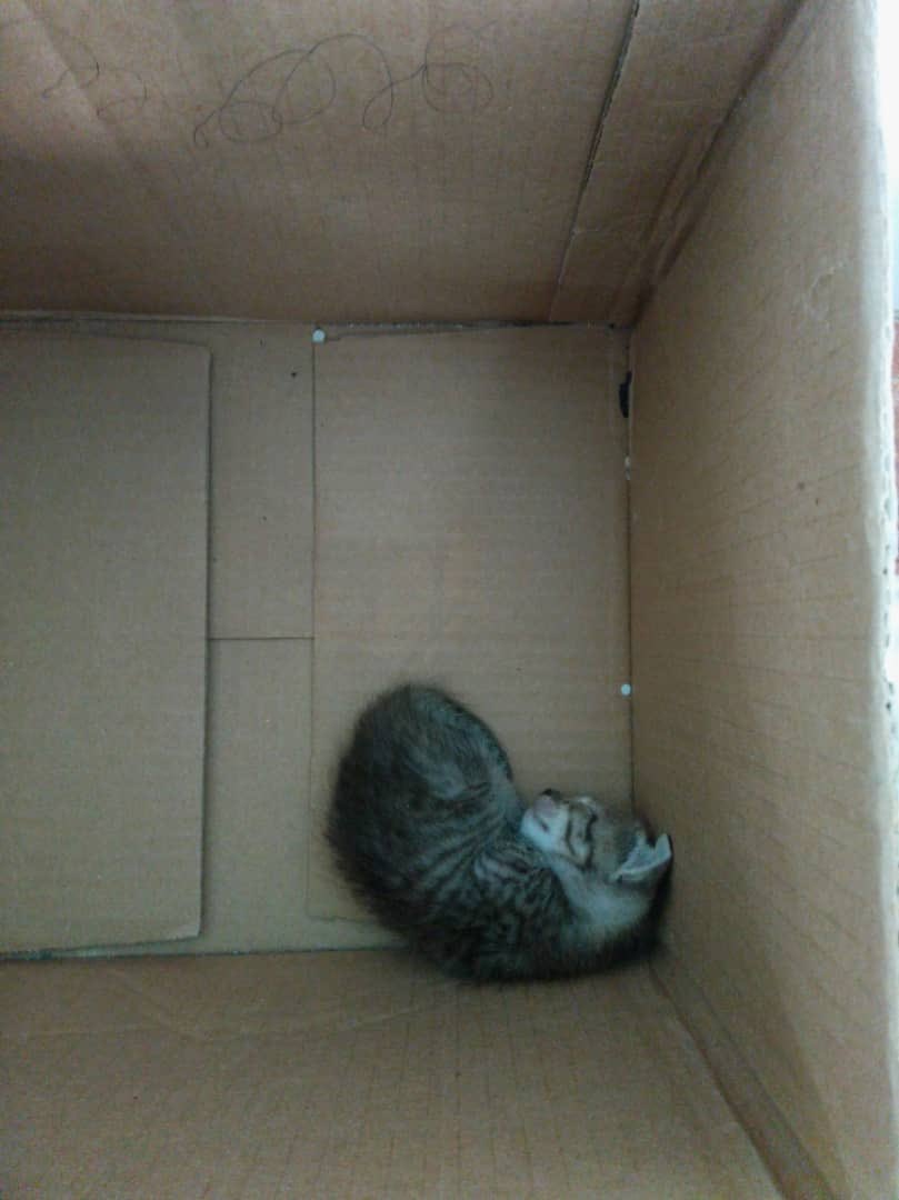Misukito_'s tweet photo. Necesito leche maternizada para estos gatitos neonatos rescatados . Si no tienen leche Maternizada también pueden donar : 
Leche en polvo 
Huevos 
Arroz 
Miel 
Con eso se les prepara leche maternizada casera, por favor ayúdenme si alguien puede aportar algo mi # es 51436287 https://t.co/rxHCW0lHfu