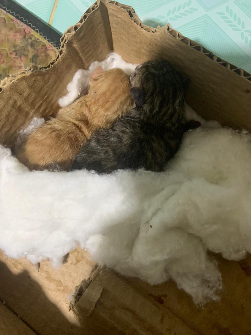 Misukito_'s tweet photo. Necesito leche maternizada para estos gatitos neonatos rescatados . Si no tienen leche Maternizada también pueden donar : 
Leche en polvo 
Huevos 
Arroz 
Miel 
Con eso se les prepara leche maternizada casera, por favor ayúdenme si alguien puede aportar algo mi # es 51436287 https://t.co/rxHCW0lHfu