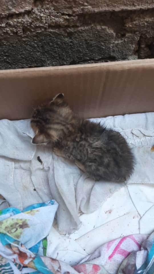 Misukito_'s tweet photo. Necesito leche maternizada para estos gatitos neonatos rescatados . Si no tienen leche Maternizada también pueden donar : 
Leche en polvo 
Huevos 
Arroz 
Miel 
Con eso se les prepara leche maternizada casera, por favor ayúdenme si alguien puede aportar algo mi # es 51436287 https://t.co/rxHCW0lHfu