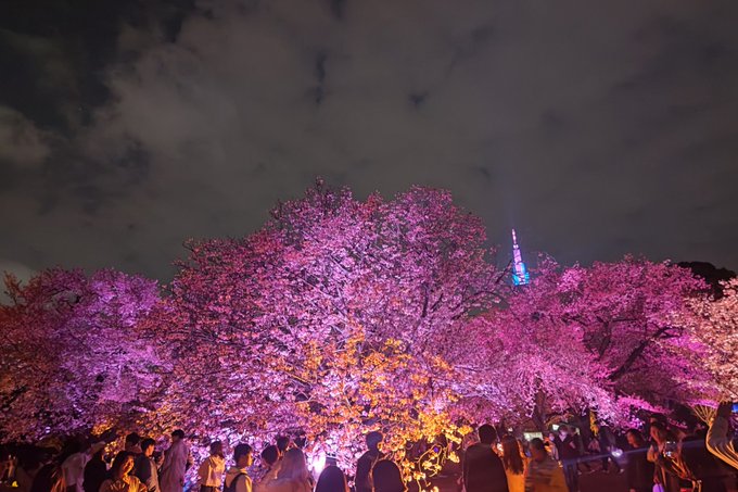 夜はNAKED桜の新宿御苑2023へ。日付指定じゃないから入るまでが激混みでした。みんな、桜の咲いてる時に見たいもんね。