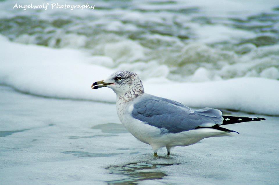Seagull Sunday #seagullsunday #seagull #visittybee #Shorebirds