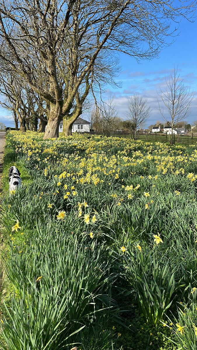 The first spring carpet is going over… though they still smell amazing 🙂