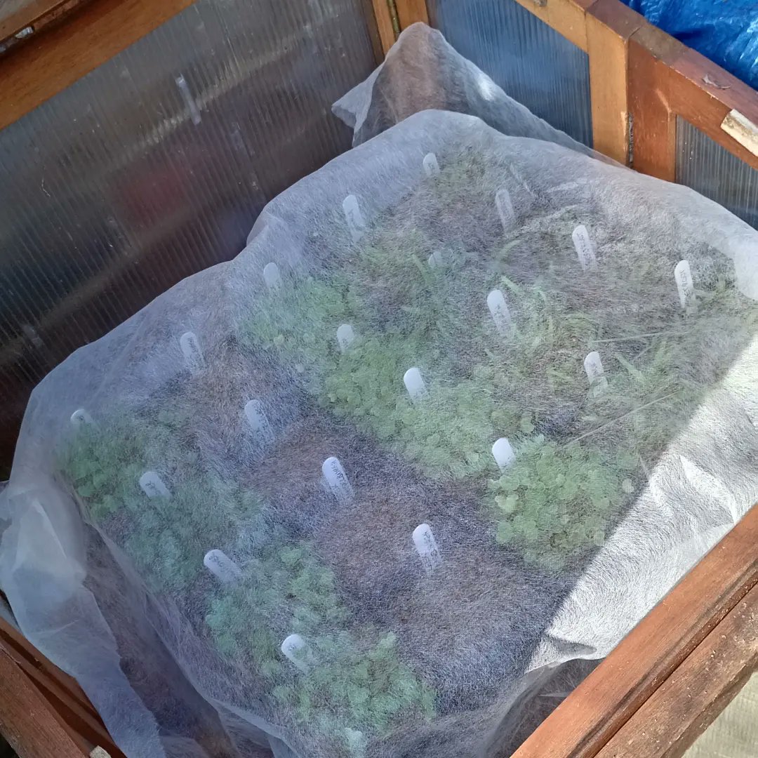ngsgardenhook's tweet photo. Be warned a couple of frosty nights forecast so I've fleeced my seedlings in my grow houses and in my potting shed #bettertobesafe ❄️ #eastyorkshire https://t.co/HKAzqhL3CE