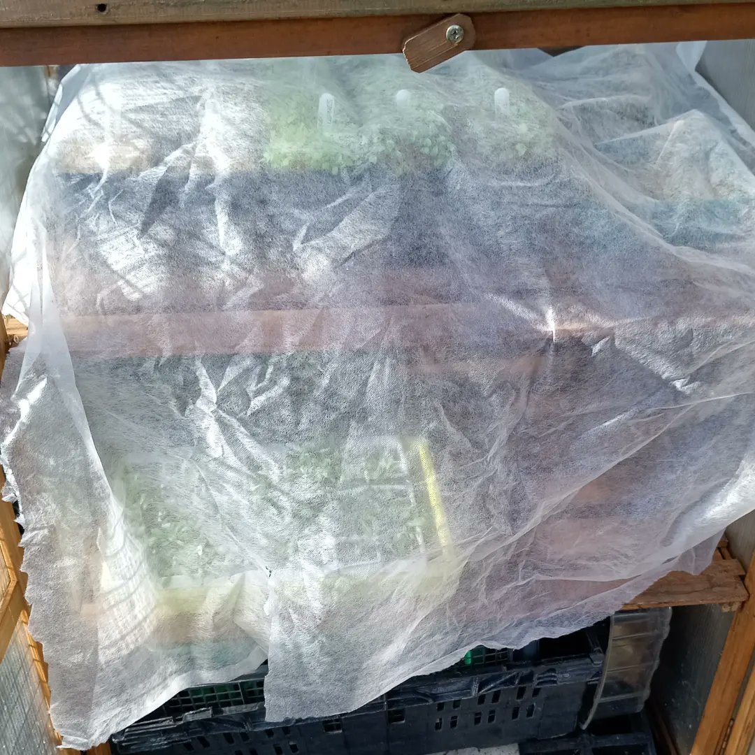 ngsgardenhook's tweet photo. Be warned a couple of frosty nights forecast so I've fleeced my seedlings in my grow houses and in my potting shed #bettertobesafe ❄️ #eastyorkshire https://t.co/HKAzqhL3CE