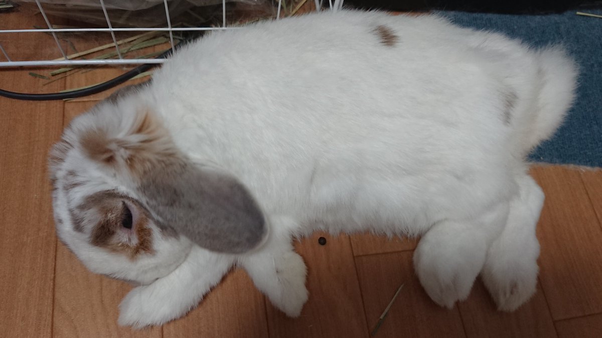 ohagi210225's tweet photo. おはよー✨
今週もよろしくお願いします。
そしてお久しぶりです🐰
相変わらず、おはぎは元気です❗ https://t.co/1hNS0CtLs6