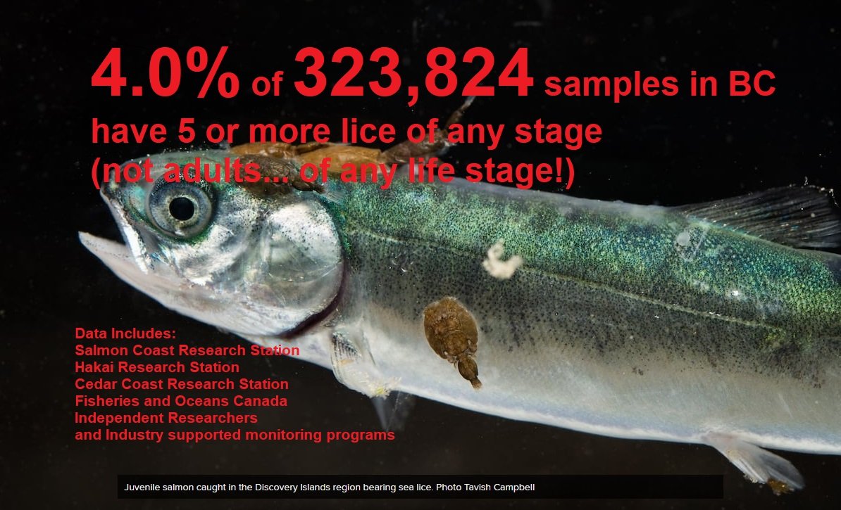 LanceStewardson's tweet photo. Sunday reminder! #aquaculture #salmonfarms #lies #data not #badmodels also image used under the fair dealings exemption of the Canadian copyright law. #education is the key to avoiding #grifters and #paid activists misrepresentation of facts https://t.co/untWDL7AdG