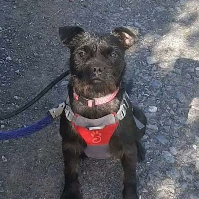 AdoptionsUk's tweet photo. Please retweet to help Lucky find a home #CARMARTHENSHIRE #WALES   

Playful Terrier aged 1, she loves people and can live with children. 
She would benefit from living with another playful dog🐶✅

 DETAILS or APPLY 👇https://t.co/KKkyNOoMnZ #dogs #Terriers #dogs #pets https://t.co/lb07EQ3J2Y