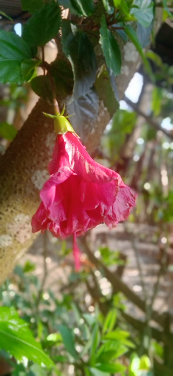 nikhar_niribili's tweet photo. ফুলবোৰ মোৰ বৰ প্ৰিয় 🥀🥺💖 https://t.co/B4cS7HOt2Q