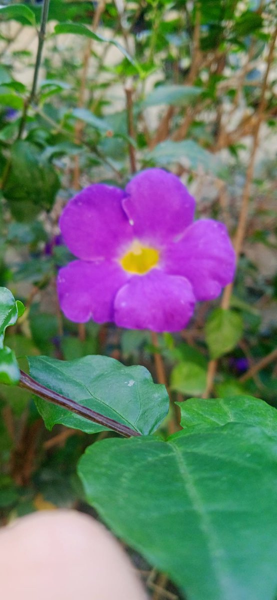 nikhar_niribili's tweet photo. ফুলবোৰ মোৰ বৰ প্ৰিয় 🥀🥺💖 https://t.co/B4cS7HOt2Q