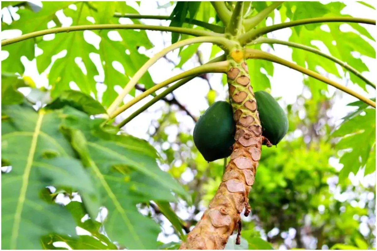 Green Papaya Fruit Benefits

*Can ease the pain during menstruation

*Promotes wound healing

*Increase lactation

*Reduces the signs of skin aging

*Can be a great help in treatment of infections

#PgLife