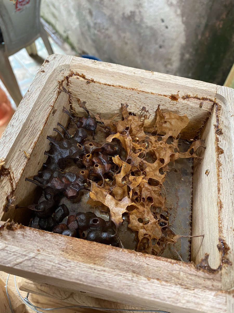 sankel_lima's tweet photo. Aprendendo a fazer isca-pet pra pegar abelhas Jataí (com feromônio) 

Antibiótico natural, super caro esse mel ( R$ 500 a R$ 700 o kg). 

Eu lá não tem ferrão. https://t.co/UMyGouSORl