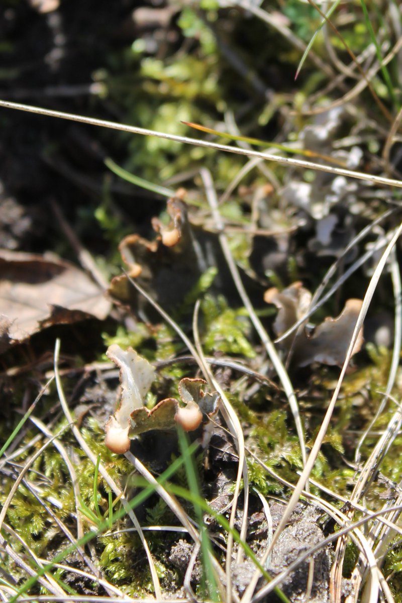 JiscaDijk's tweet photo. #Peltigera #Ledermos @scotfot #Lichen #Bekermos
Bob, i found it!
sorry for the bad picture but it is Peltigera oss
No dogs teeth ☹️
Found it on my "secret" spot together with the Pixies 😊
>>>> https://t.co/QvxmSXJYE3