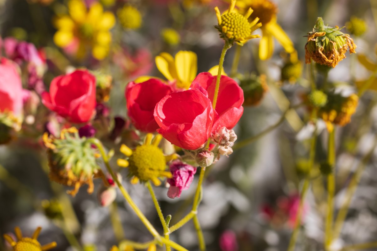 tim_daugherty's tweet photo. Globe Mallow and Brittle Bush in various states of peak/decline. I think it's a metaphor for something. #SpringBloom2023 https://t.co/g0G4twfIgg
