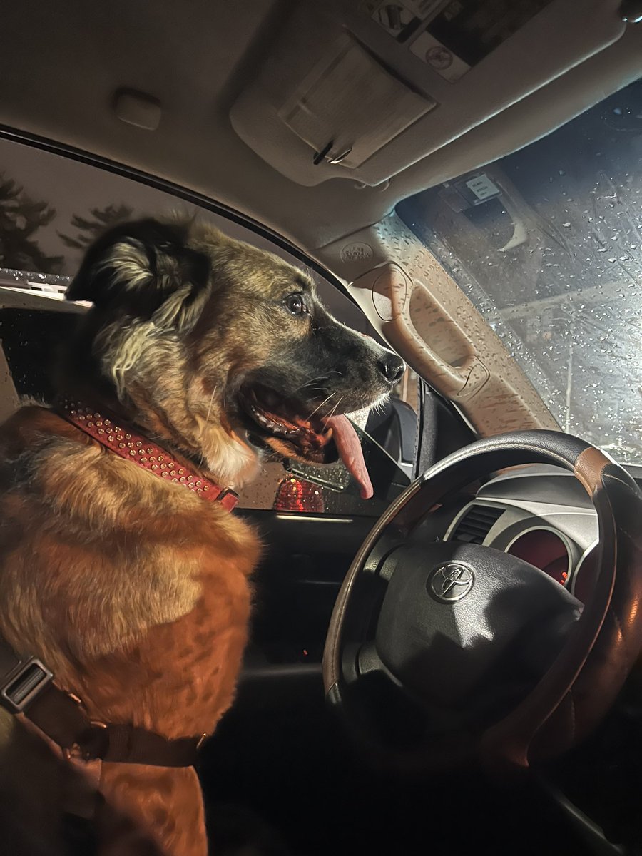 Convinced my dog can drive better than some of you