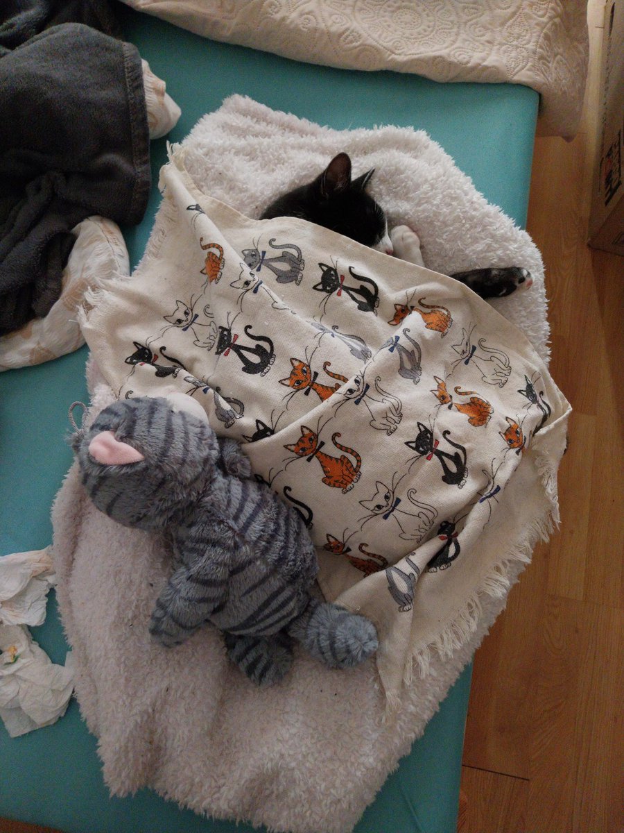 SolteszNagyEva's tweet photo. He's just a baby
😇😻💙

#babycat #CatsOfTwitter #CatMom #sleepingkitty https://t.co/ZtGJsXiuqU