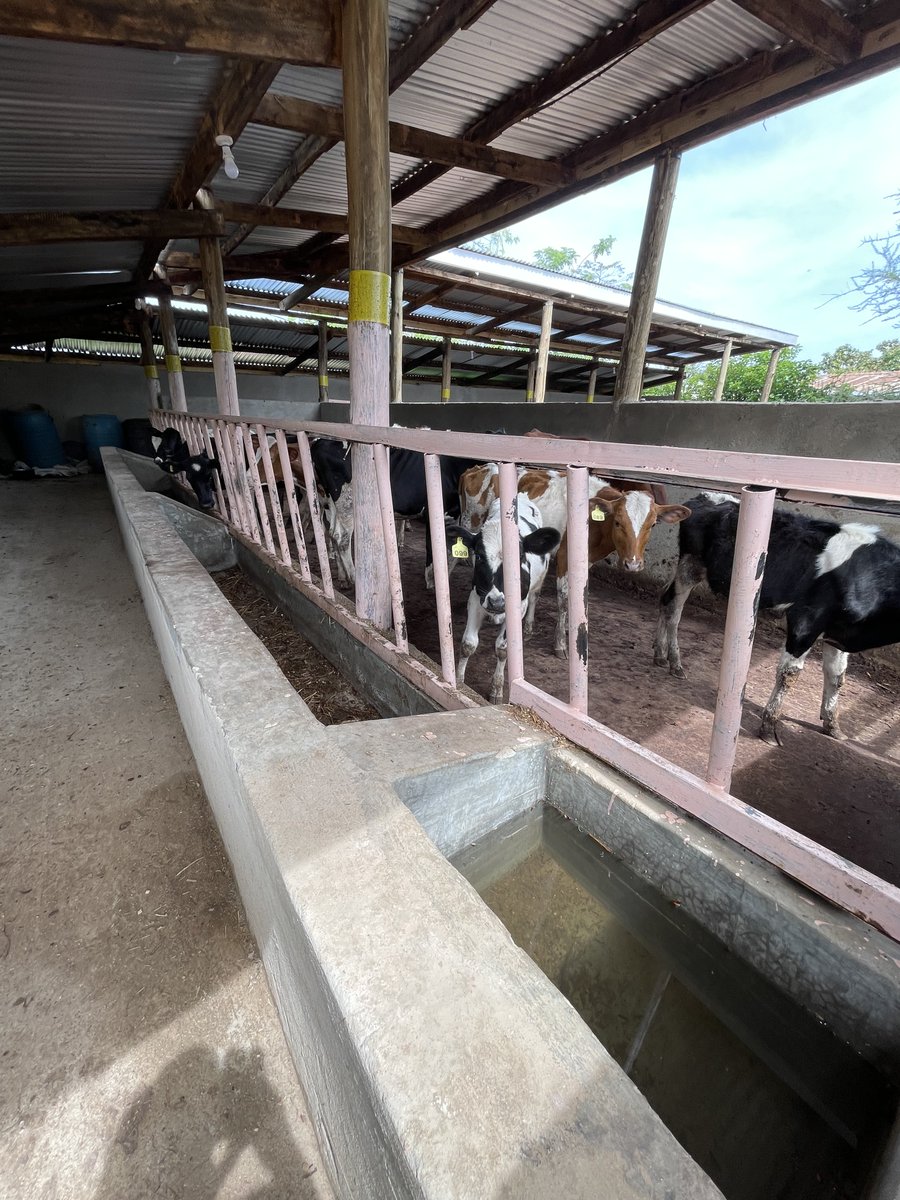 ngaruye-farm-on-twitter-zero-grazing-unit-for-70-cows-seated-on
