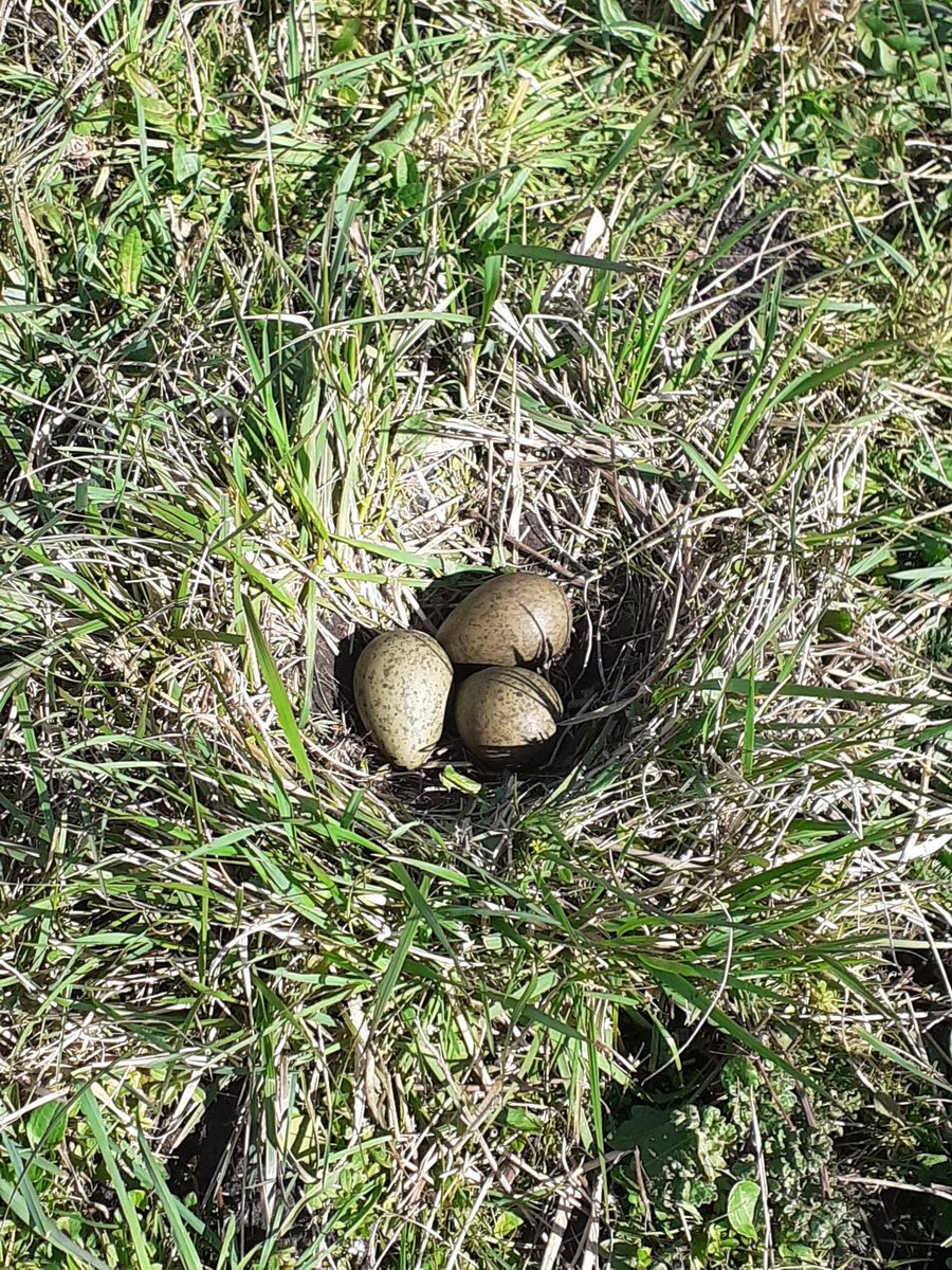 JaapvanGorkum's tweet photo. Na ruim 30 nesten van de kievit is de eerste wulp prachtig.  #wulp #hunzedal https://t.co/nvyDH7tVr1