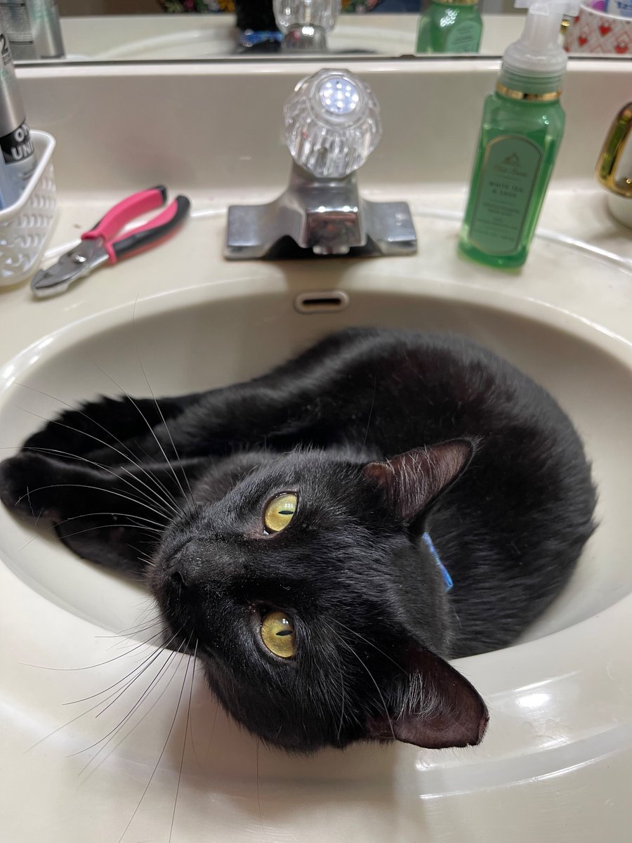 KaitlynAnnette_'s tweet photo. Meet Stardust ✨ and yes, he is named after @falloutboy https://t.co/f13q5E709E