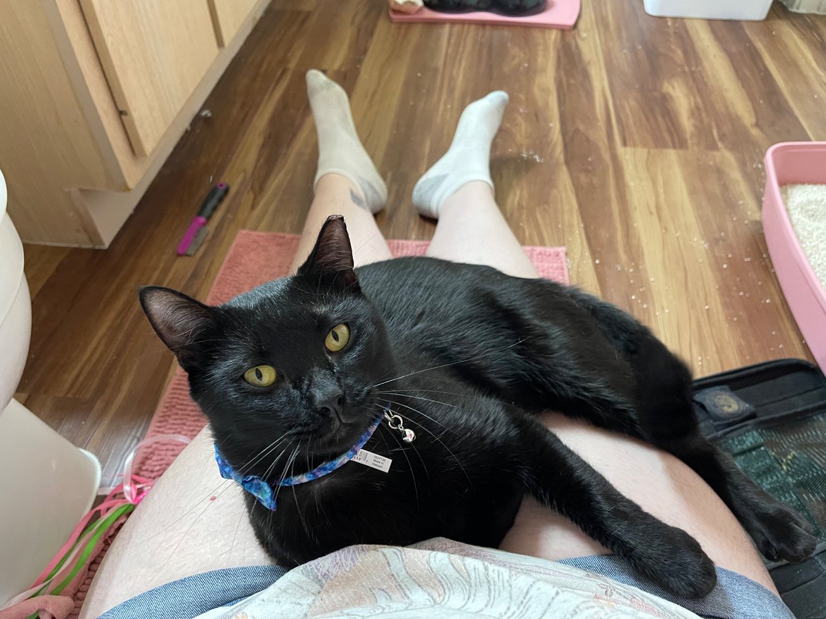 KaitlynAnnette_'s tweet photo. Meet Stardust ✨ and yes, he is named after @falloutboy https://t.co/f13q5E709E