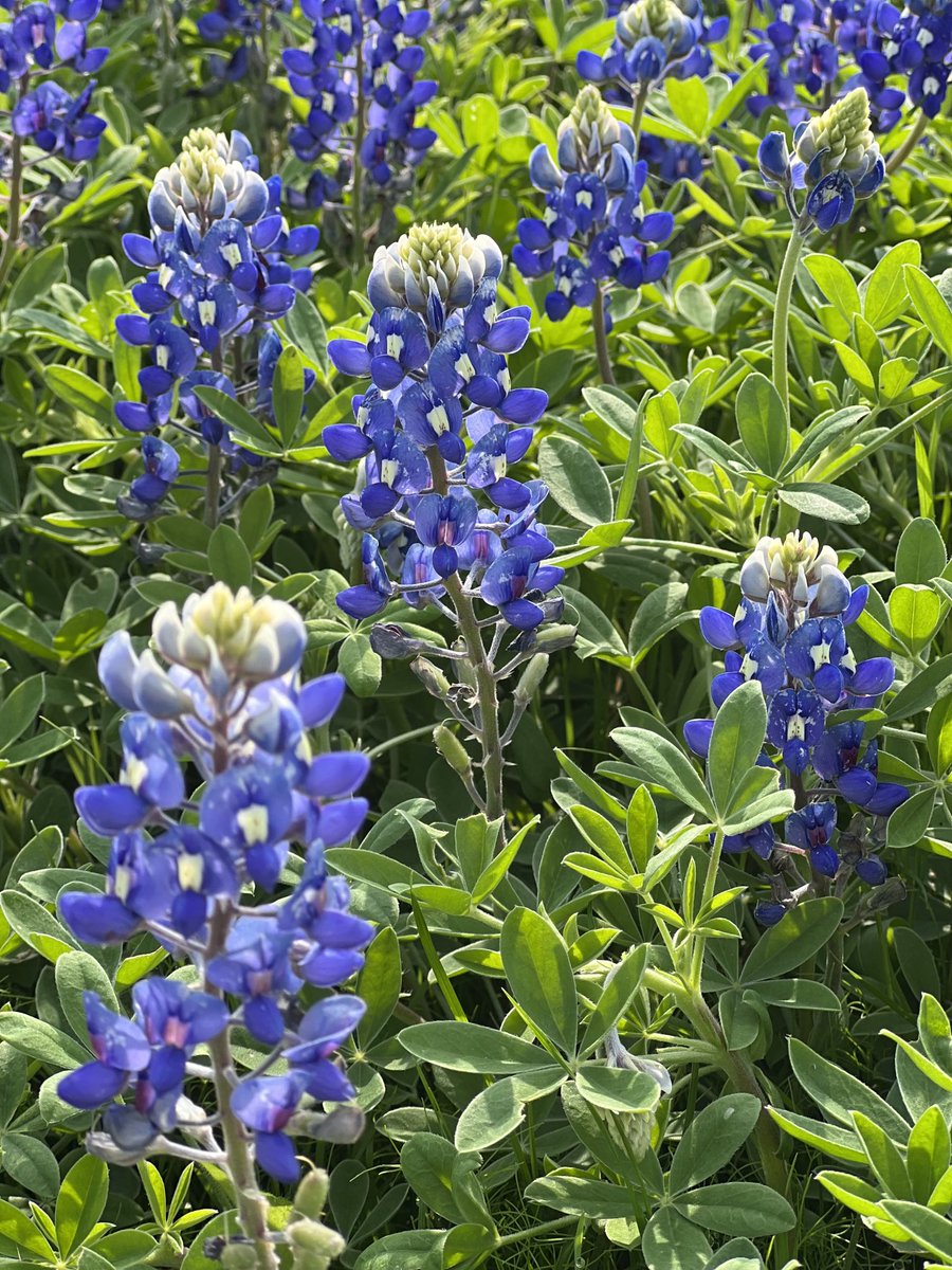 Nothing more beautiful than #TEXAS bluebonnets. 💙