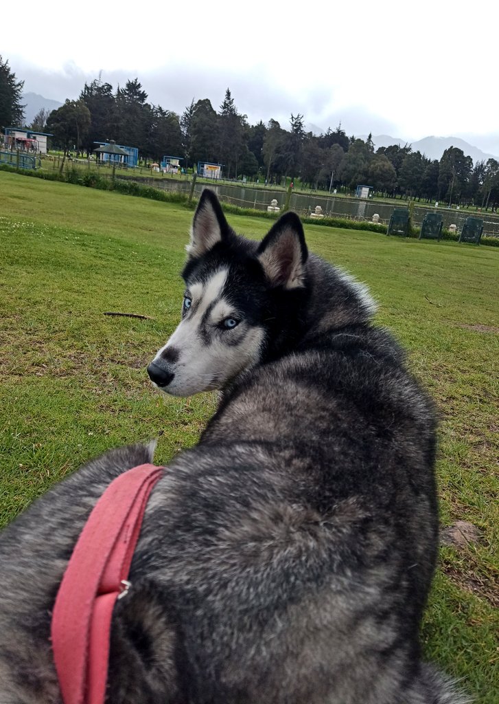 Riu_Andy's tweet photo. Togo:  que me ves humano, más bien suéltame, quiero correr 🐾  🐶 🐕‍🦺 #Husky https://t.co/3DWP422eMp