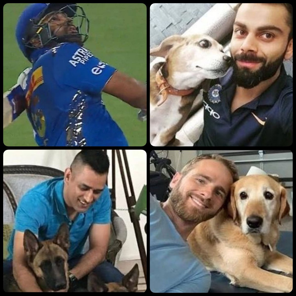 BeingGamer9's tweet photo. Some famous cricketers with their pet ❤ #IPL23 #vadapav #RCBvMI https://t.co/Fbu5u0wVzJ