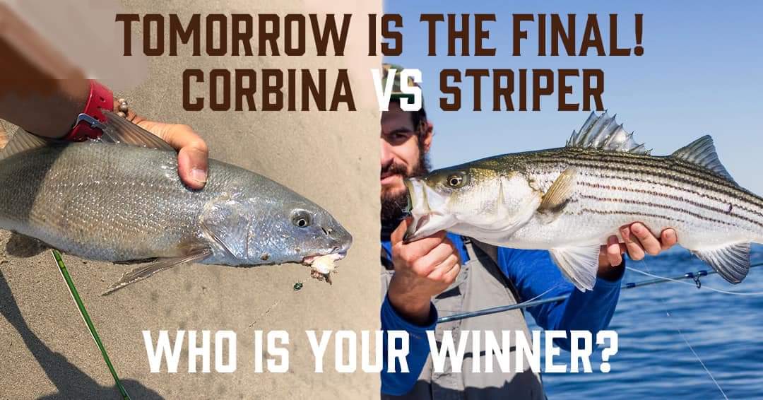It seemed like the largemouth were going to sneak in, but here we are, an all-salt final!

Tomorrow is the Championship, Southwest vs. Northeast, corbina  vs. striper! Who is your pick?
#MarchMadness #flyfishing