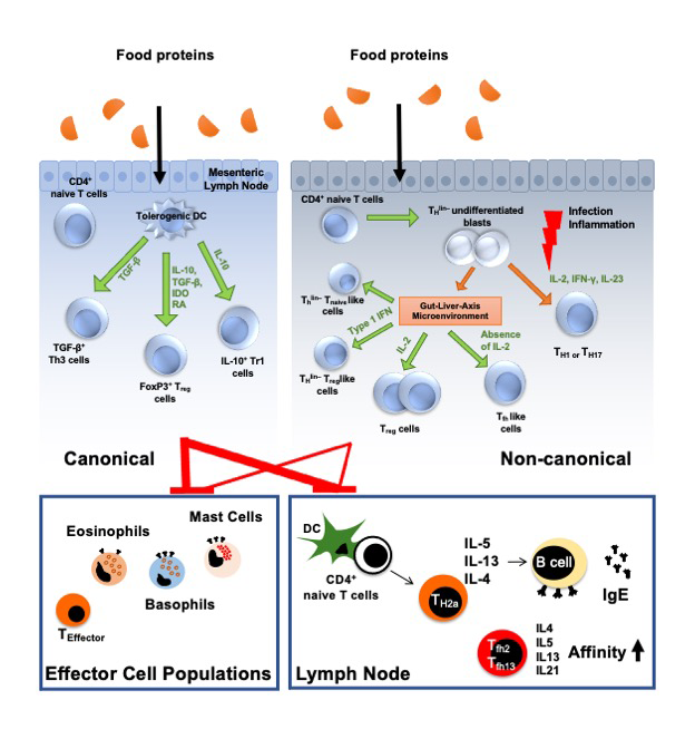AllergyEaaci's tweet photo. An alternative path to oral tolerance. Carmen H. Li, Ekaterina Kabak, Thomas Eiwegger

Read the article here 👉https://t.co/EjHhecZOBQ

This is an article from our category “News and views: Groundbreaking discoveries in #immunology”, where articles published in other top-tier journals are highlighted. Li et al. discuss a recently published paper in Nature (2022;607(7920):762-768) describing novel mechanisms explaining the normal immune tolerance to foreign proteins in food. Some of these subsets can even suppress inflammation depending on the microenvironment of the gut.   

Read more “News and views: Groundbreaking discoveries in immunology” here👉https://t.co/p3FnBC0dyU

👉https://t.co/QLhqEttk5E is a link to the April issue table of contents
