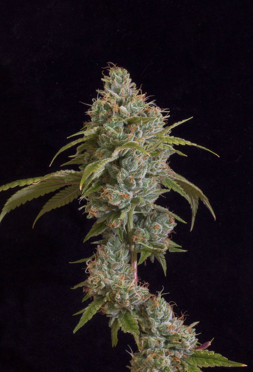 SlopeSidePreRol's tweet photo. Name that Strain?
.
#sundayvibes #sundayfunday #coloradodispensaries #coloradommj #coloradosnow #coloradosfinest https://t.co/kH4IH3t4LF