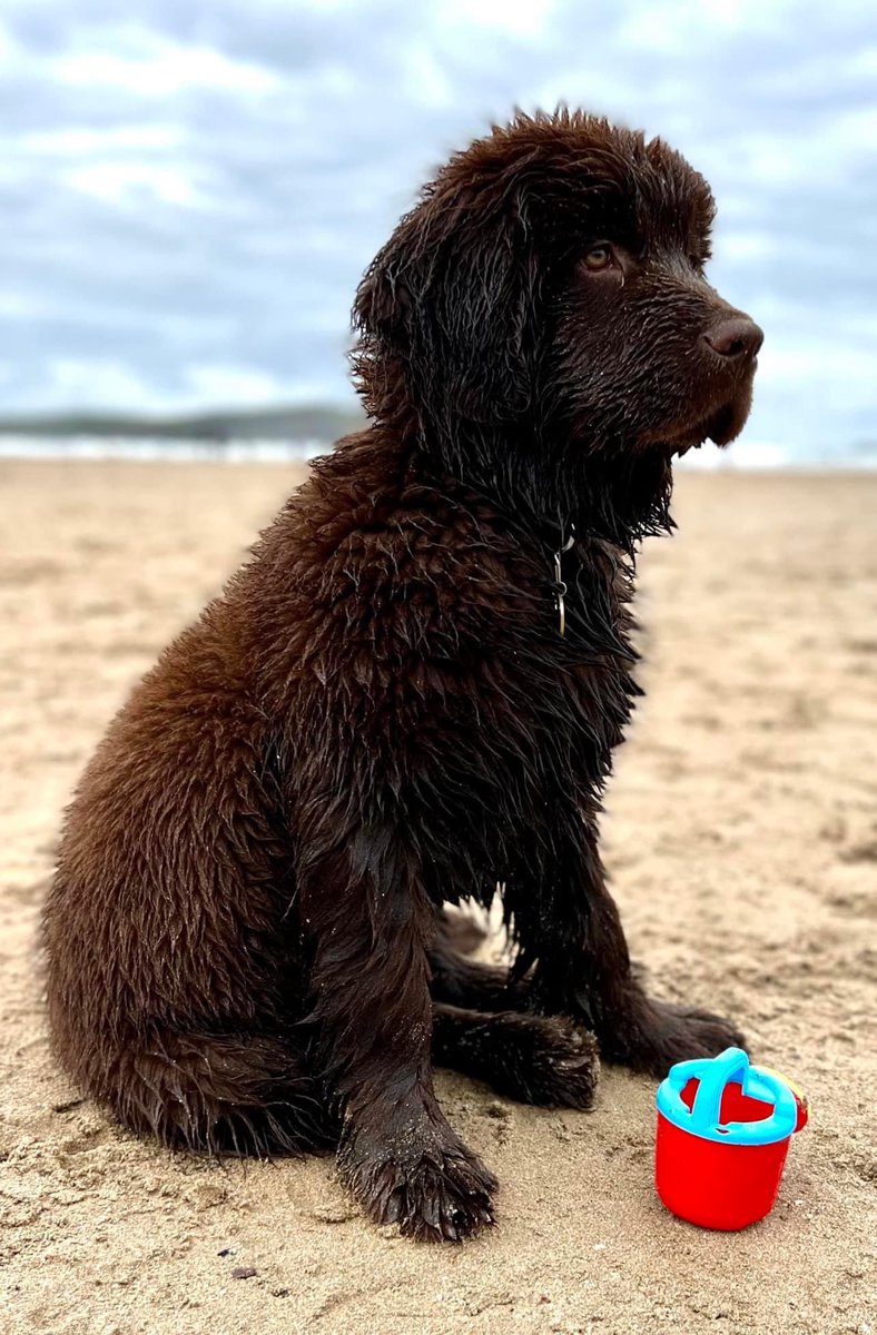 #newfoundlanddog enjoying its first ever day on the beach at #polzeath in #Cornwall