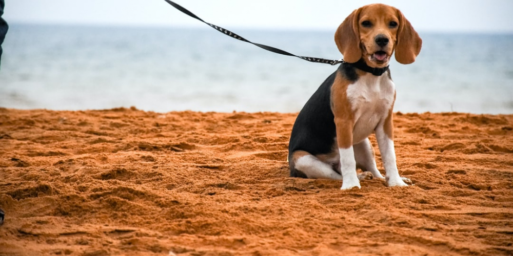 petroutine_usa's tweet photo. Oh just take a look at this! 
https://t.co/TlIKidtwld
#dog #animal #brown https://t.co/f99knxAYBK