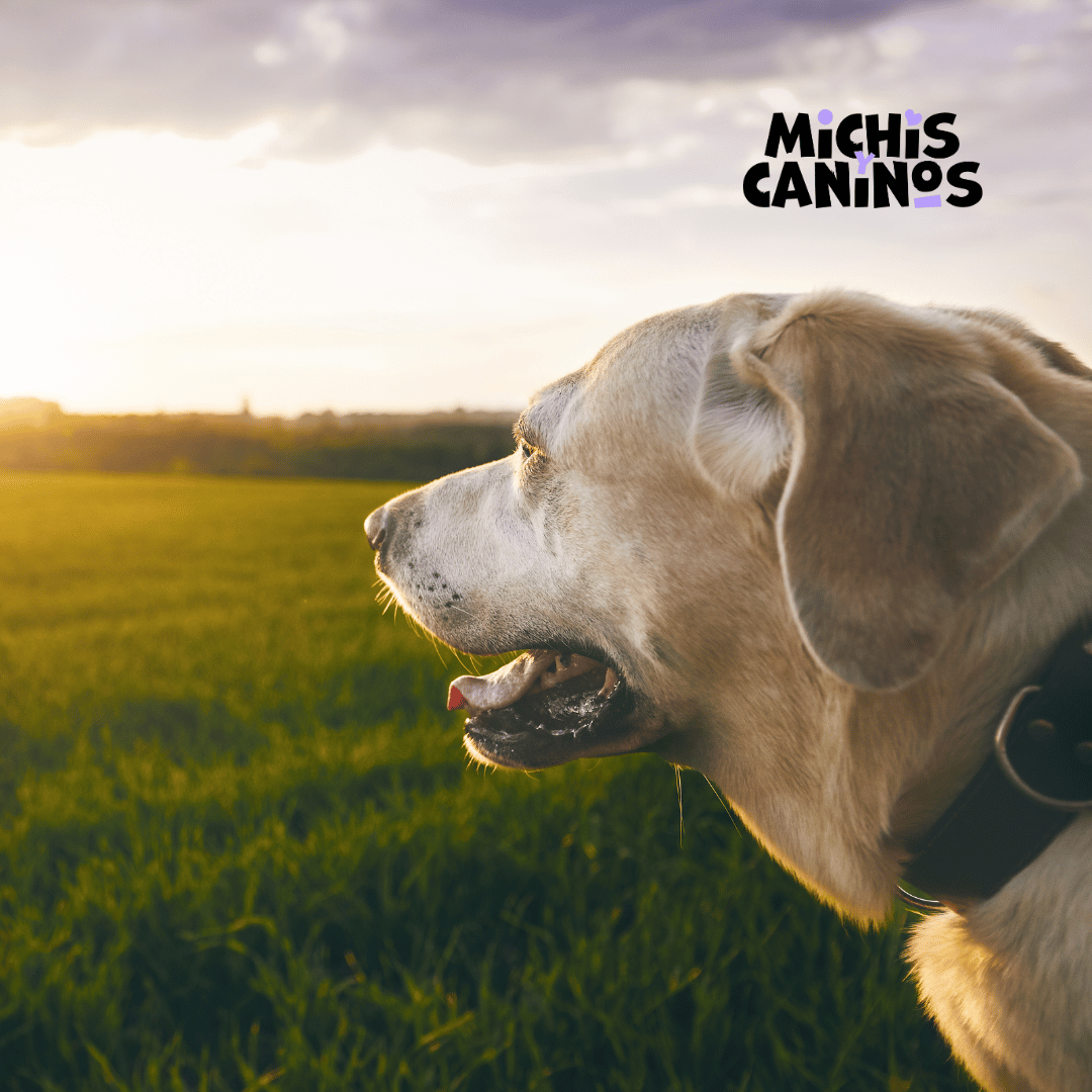 Michisycaninos's tweet image. ¡Equipa a tu perro adulto! 🐶👌🏼 Elige entre diferentes formatos y tamaños de correa para pasear, ir al campo, correr, etc. 🐕‍🦺 Y no te olvides del collar, elige uno que se adapte a sus necesidades de tamaño &amp;amp; durabilidad. 💪🏼 #doglovers #petcare #leashes #collars 🐾