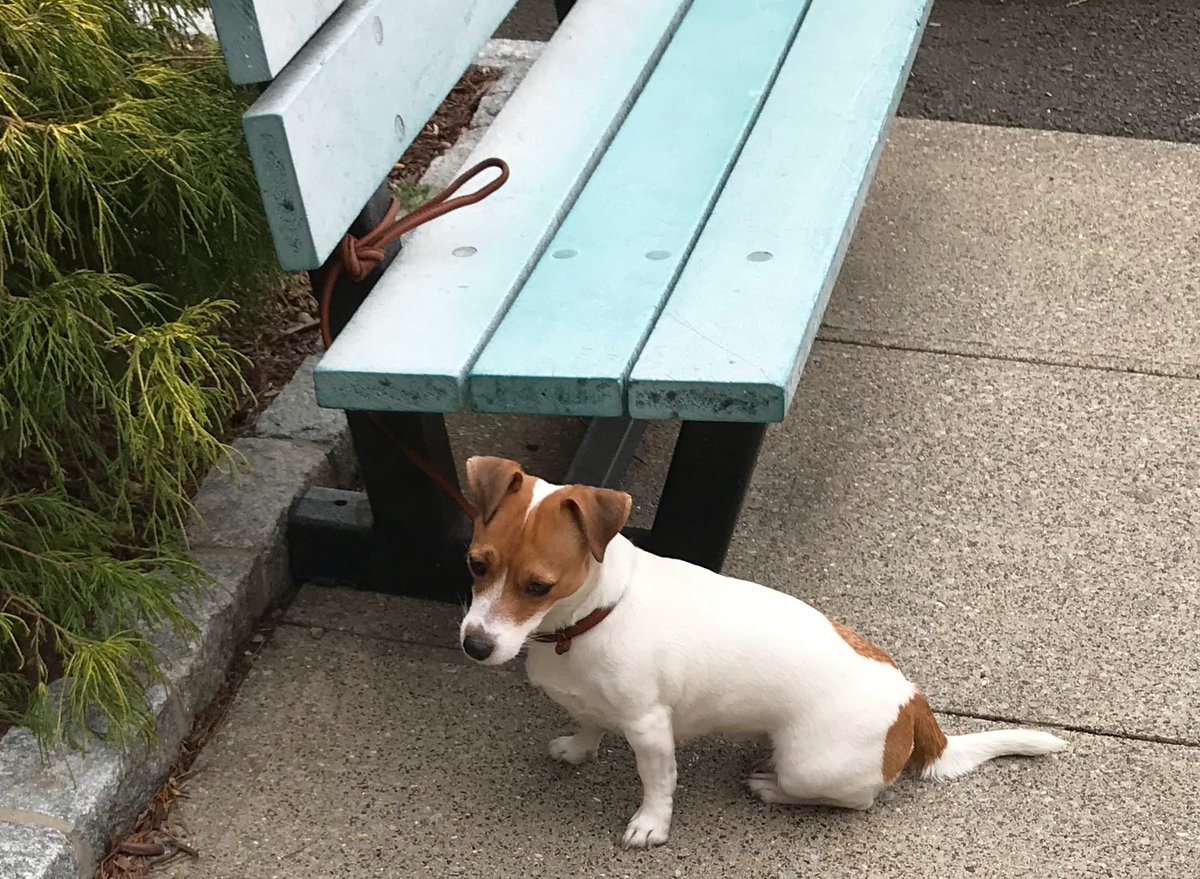 Dogs of twitter. This one was patiently waiting outside a local library. Slightly concerned look towards the entrance