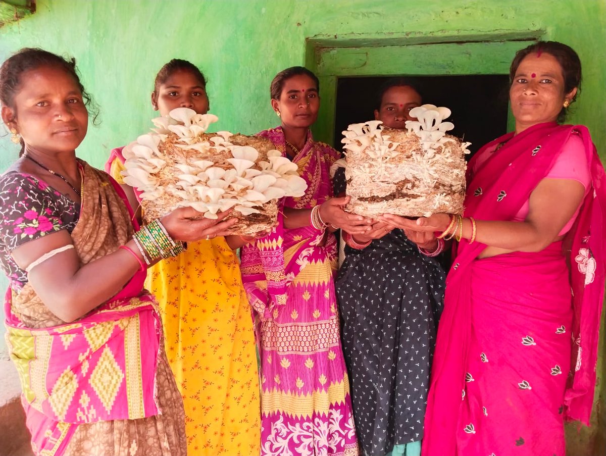 dmkoraput's tweet photo. Mushroom cultivation by Maa Mangala SHG Sivashakti under CLF  in Pitaguda GP . 
@mission_shakti @IPR_Odisha https://t.co/8ck9156Bm9