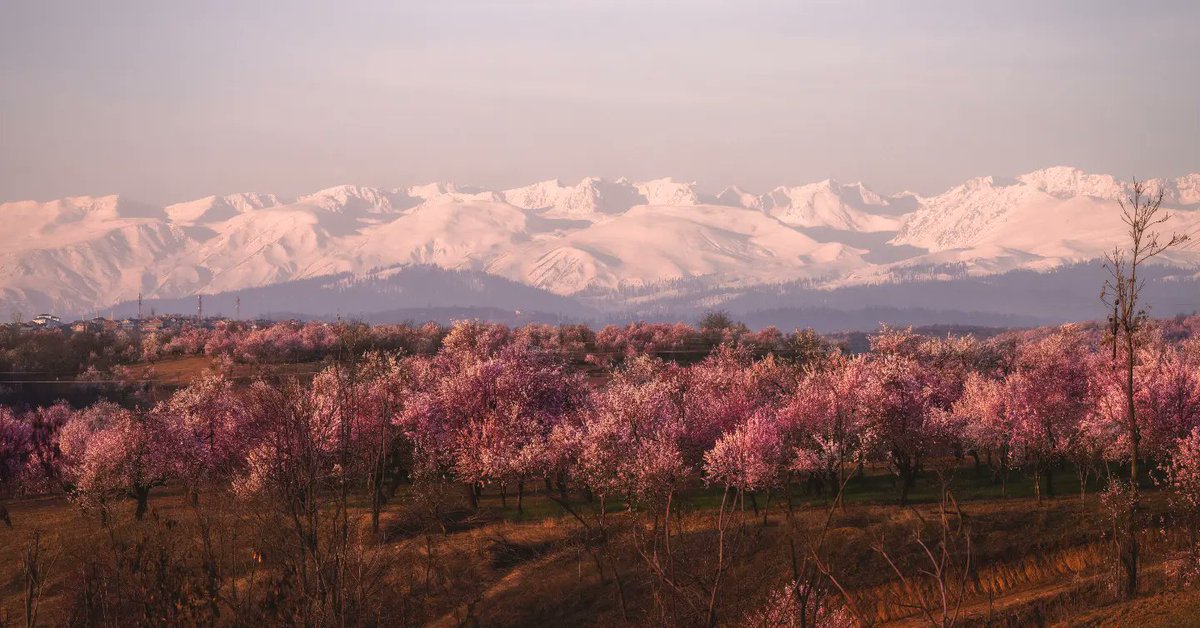 omarbazaz's tweet photo. The four seasons of my heart. 

#kashmir #photography #love https://t.co/9AZrpaJAax