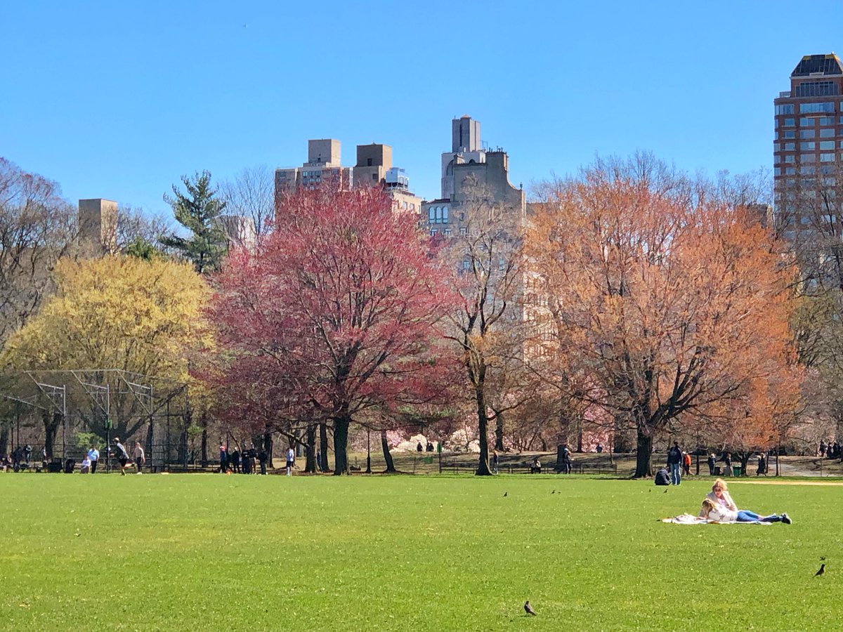 gigi_nyc's tweet image. Spring in @CentralParkNYC #SignsofSpringNYC