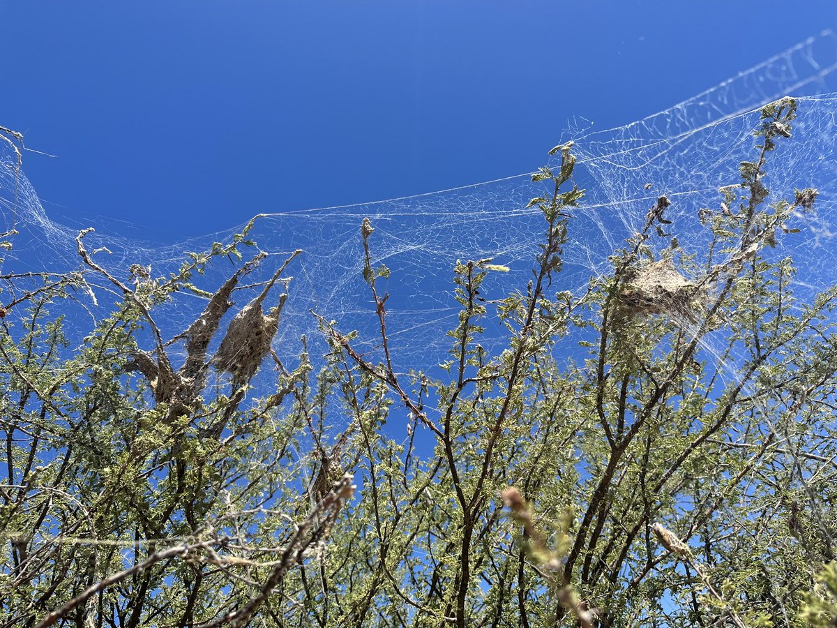 Steven Cassidy tweet media