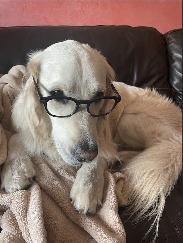 Sorry for the delay, but just aidropped a GoodBoi to everyone who was on the GoodBoi list - If I missed you just DM! *check hidden folder*

To support further, you can mint for ~$6 and all money will go to help my friends without homes

bueno.art/98ymoee3tbscdr…

- Goose 🐾