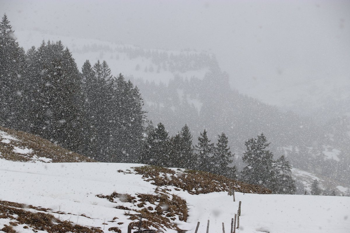danivumalvier's tweet photo. An den Schwyzer Voralpen gab es heute Nachmittag kurze, aber kräftige #Schneeschauer. Schön wars...
#SHSN https://t.co/GvoqncAFUL