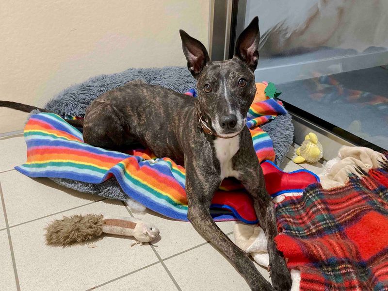 Please retweet to help Bella find a home #DARLINGTON #COUNTYDURHAM #UK 
  
Aged 5-7, she can live with children aged 14+ and needs to be the only pet.   

DETAILS or APPLY dogstrust.org.uk/rehoming/dogs/…… 
#dogs #England #pets #animals