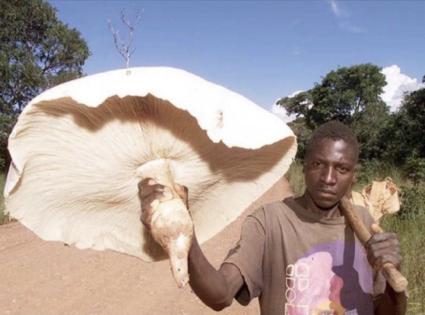 This gigantic mushroom is Termitomyces titanicus (chi-ngulu-ngulu). It is found in  Zambia. It has a cap that reaches 1m in diameter on a stipe up to 57cm in length. It is the largest edible fungus in the world and is one of the many wonders of nature our continent has to offer.
