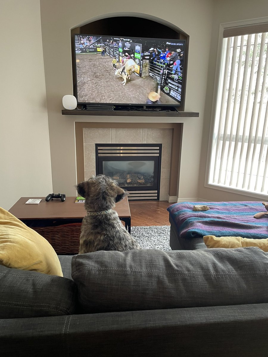 BrianLaboss's tweet photo. Bauer enjoying some PBR on tv 😂 #rodeodog https://t.co/KzazlpoRJS