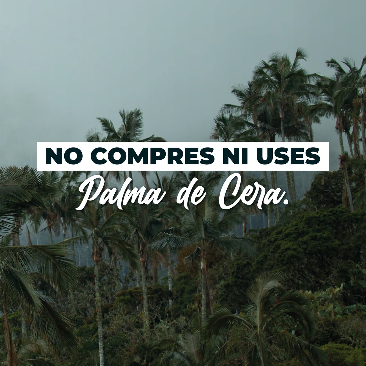 Hace más de 20 años venimos trabajando en el sueño de salvar de la extinción al Loro Orejiamarillo.
Desde nuestra campaña #ReconcíliateConLaNaturaleza, continuamos sensibilizando a las comunidades sobre la importancia de conservar la Palma de Cera, hábitat del Loro Orejiamarillo.